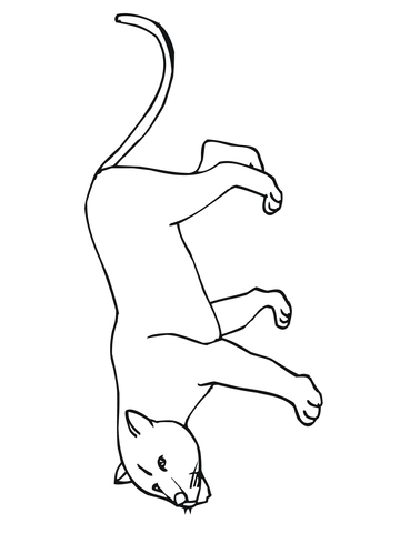 Cougar Or Puma Or Panther Or Mountain Lion Coloring Page